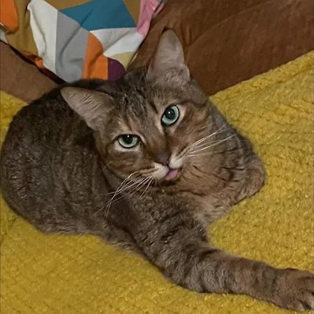 Przestronne Mieszkanie W Srodmiesciu, アパート グダニスク